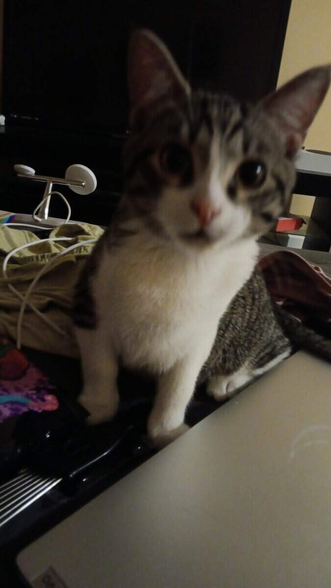 Selling 4 month old cat image 3
