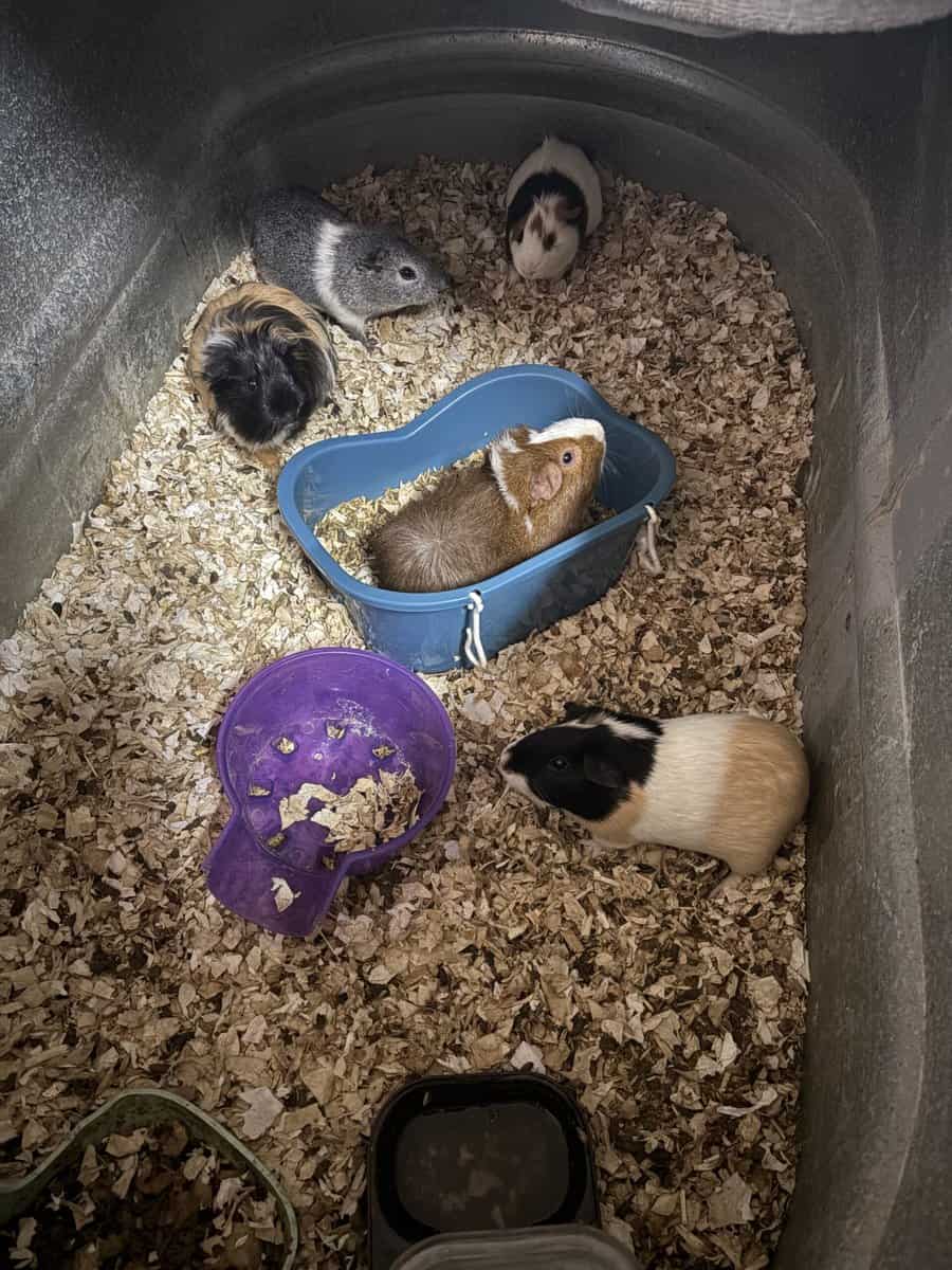 5 young mixed guinea pigs for sale. image 1