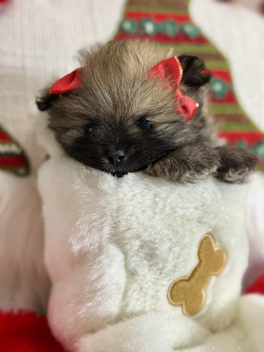 Adorable Pomeranian Puppies image 14