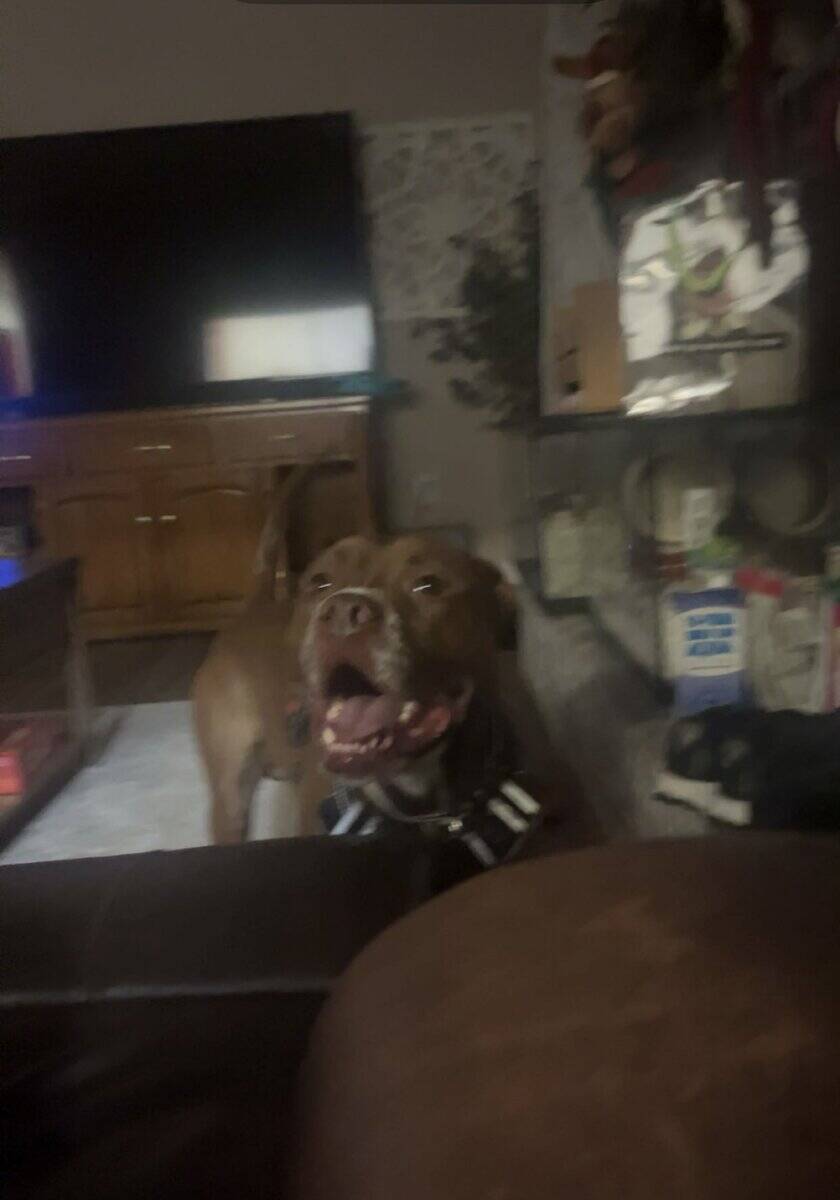 pitbull for adoption image 1