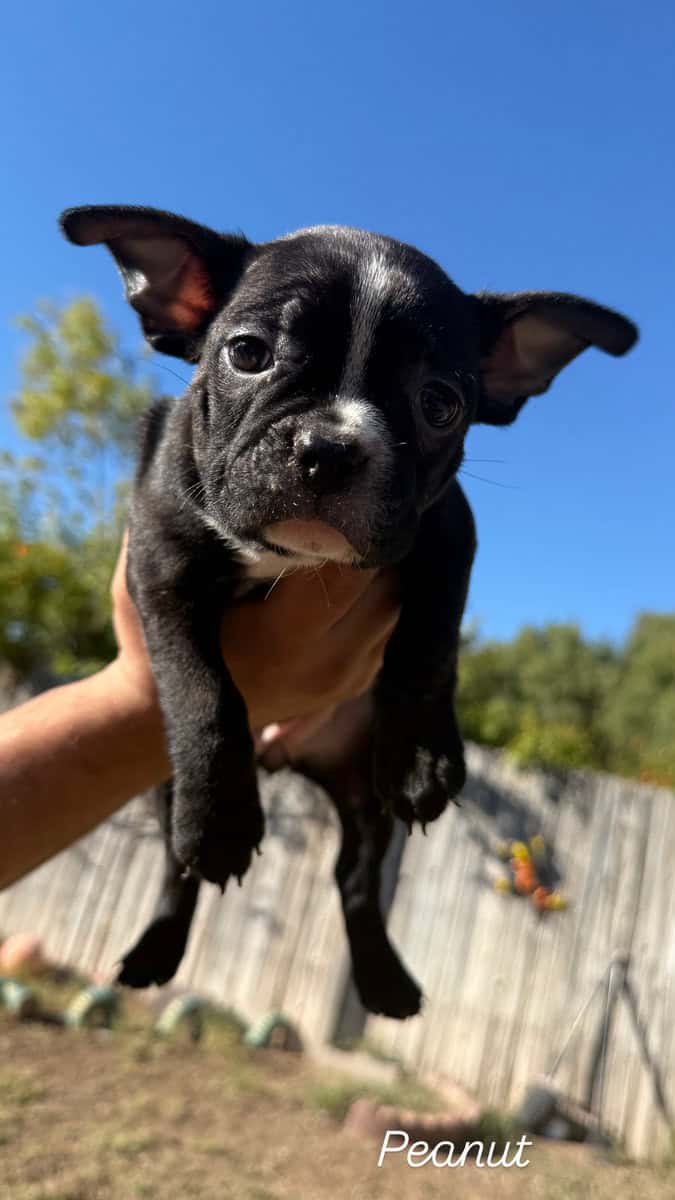 Frenchton puppies image 1