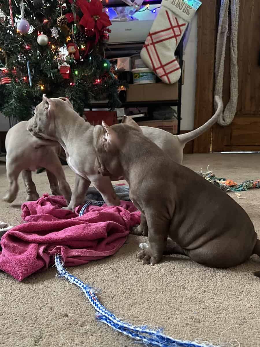 8 weeks American bullies image 1
