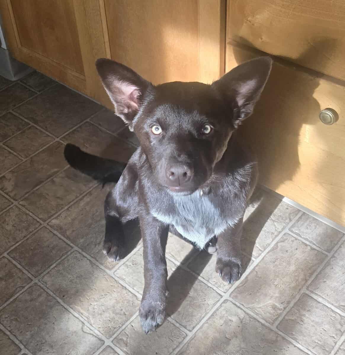 Heeler lab mix puppies. Have there shots. image 1