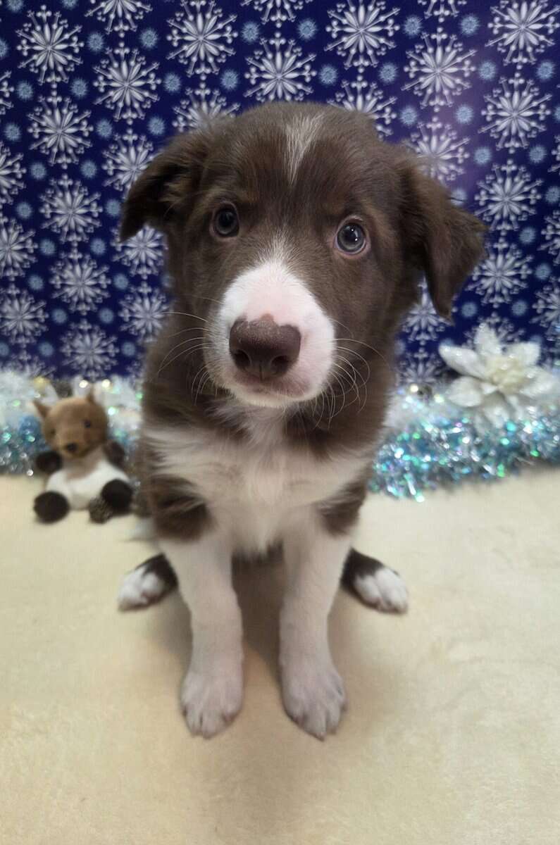 Border collie puppies image 10