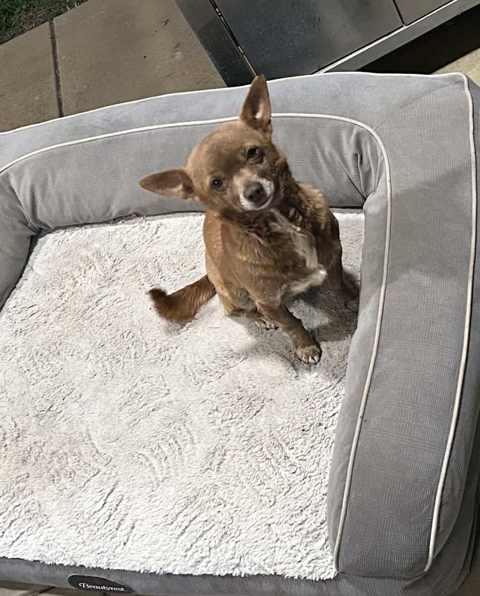 Small Dog Needs Home image 3