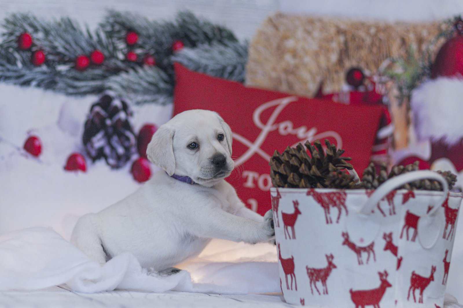 Christmas Puppies Available image 3