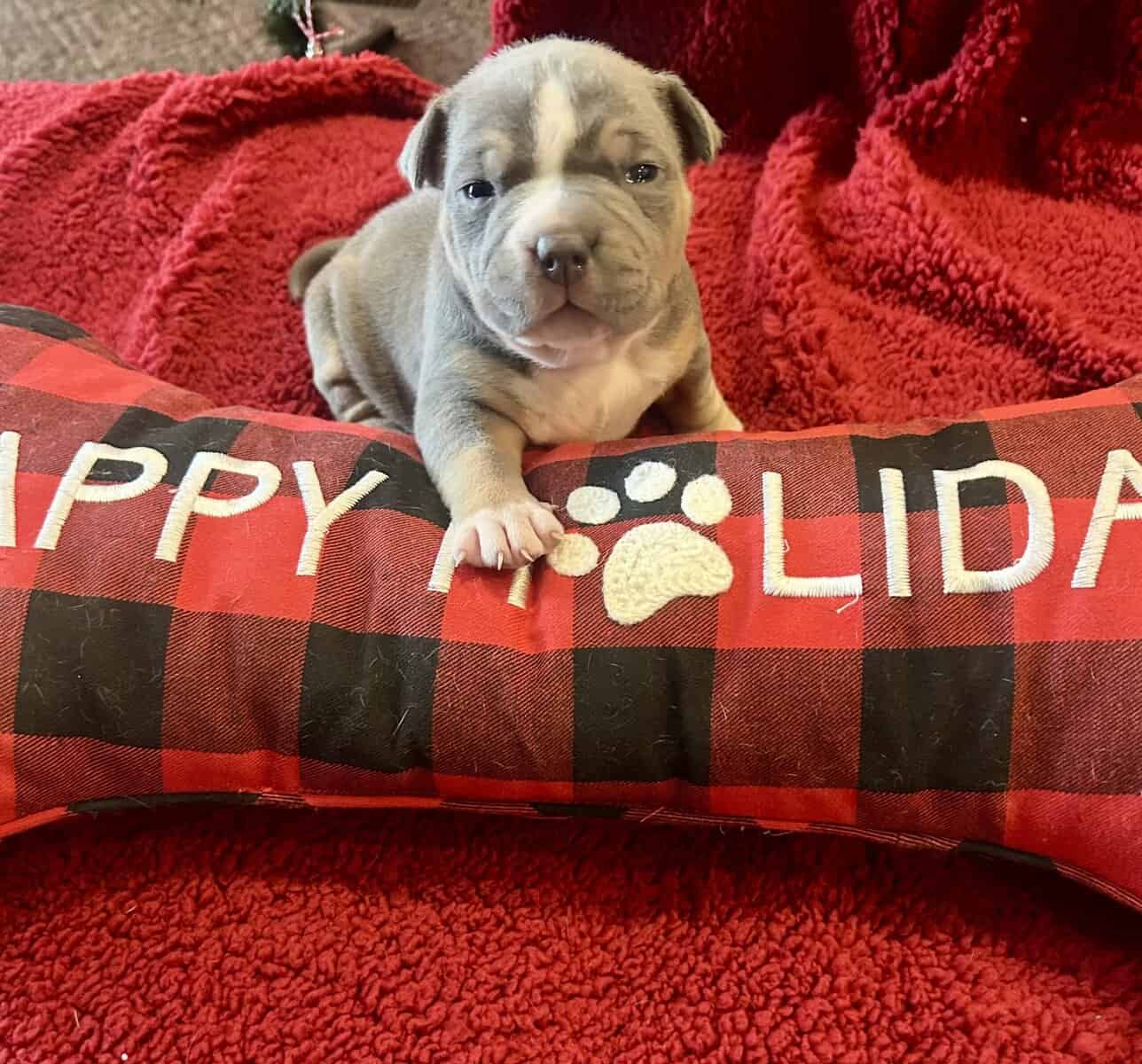 American Bully Puppies For Sale image 4