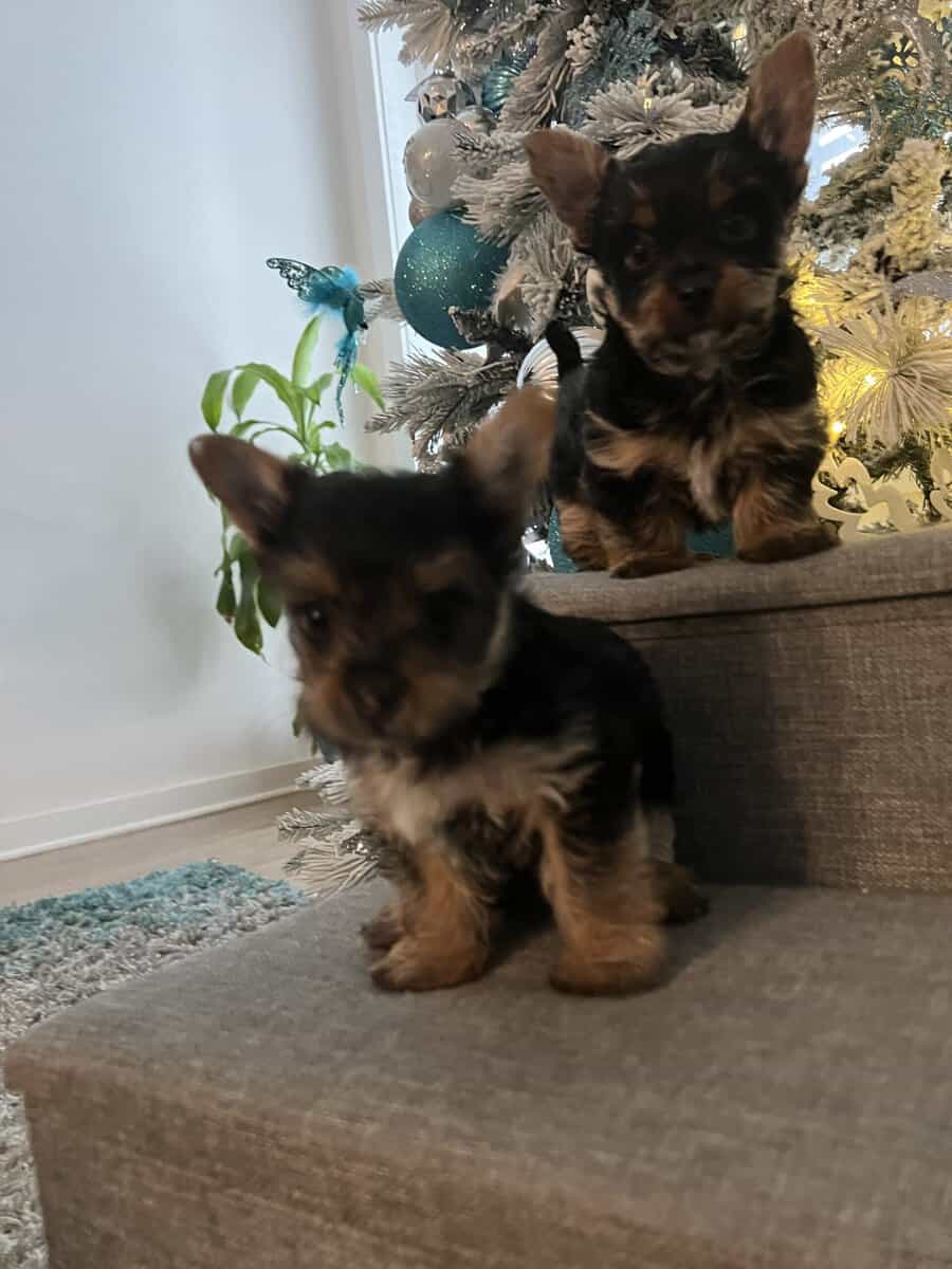 Purebred male Yorkie image 2
