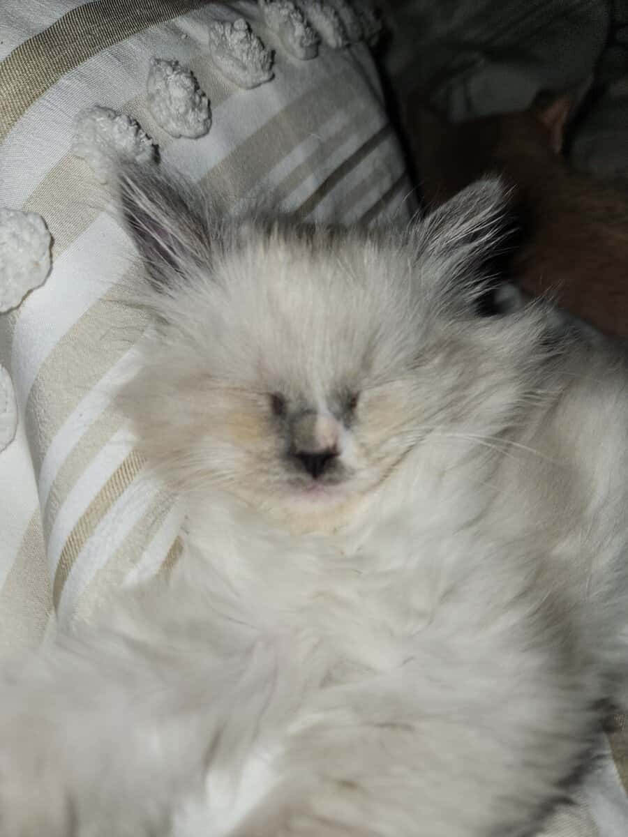 Blue Mitted long hair Ragdoll kitten 12 weeks $800 image 5