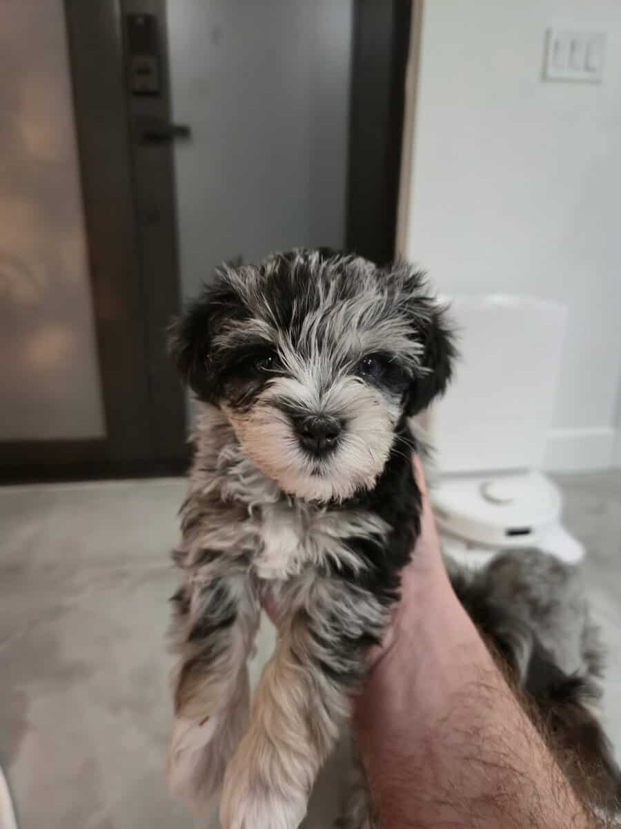Confetti Miniature Schnauzer image 4
