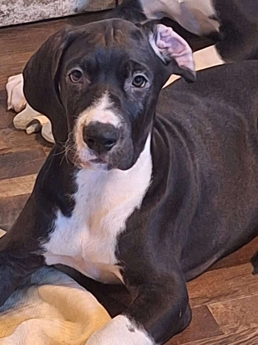 Great Dane puppies for sale image 11
