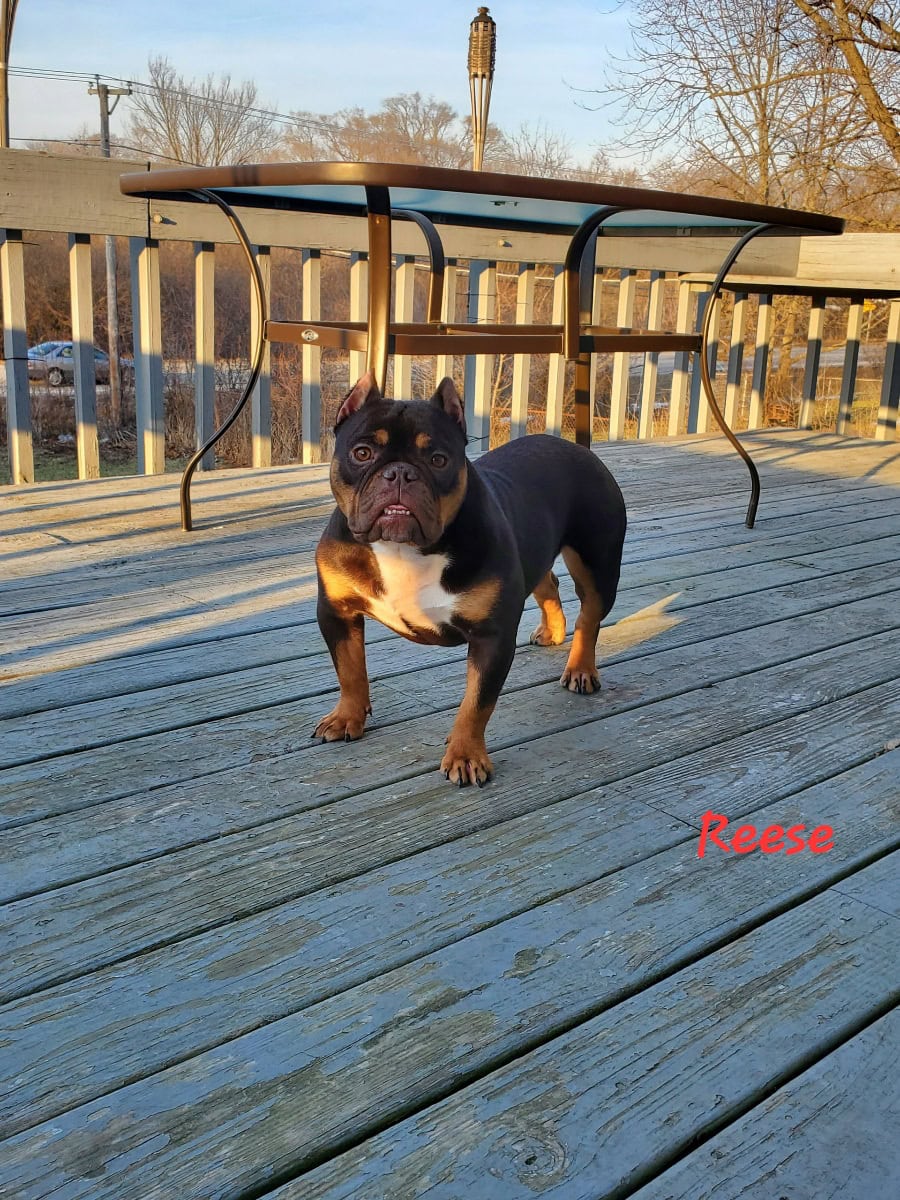 Chocolate Tri Female Exotic Bully image 1