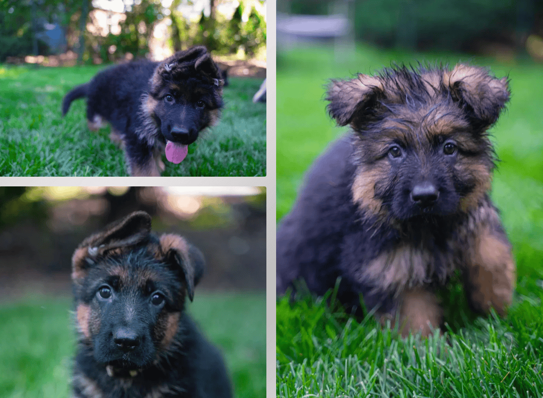 Rodner German Shepherds image 1
