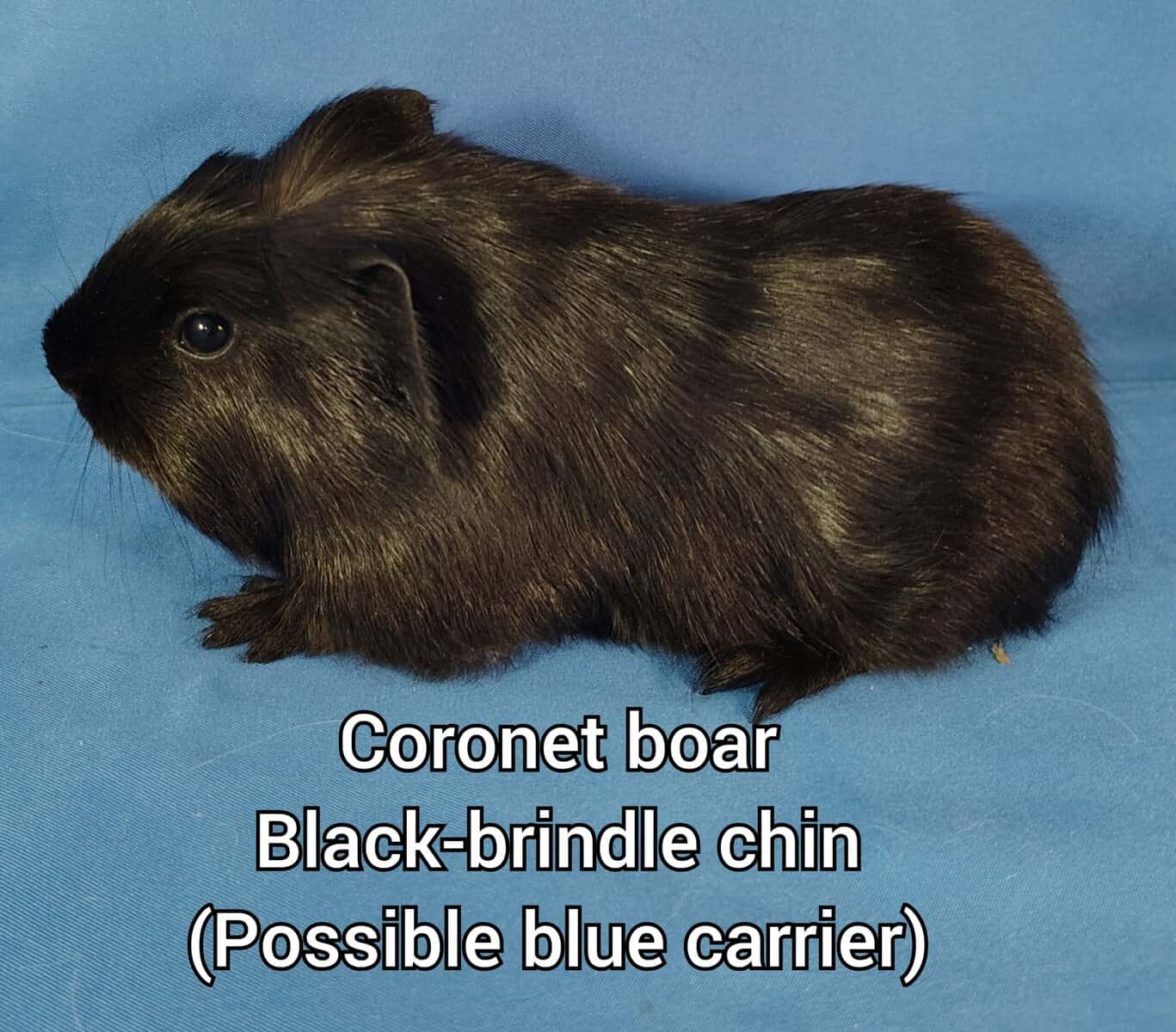 Long haired guineapigs image 6