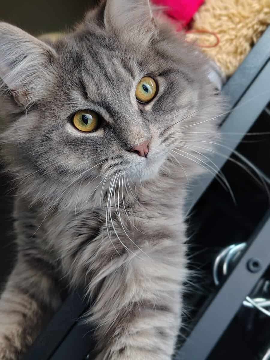 Siberian Kitten need forever home. image 4