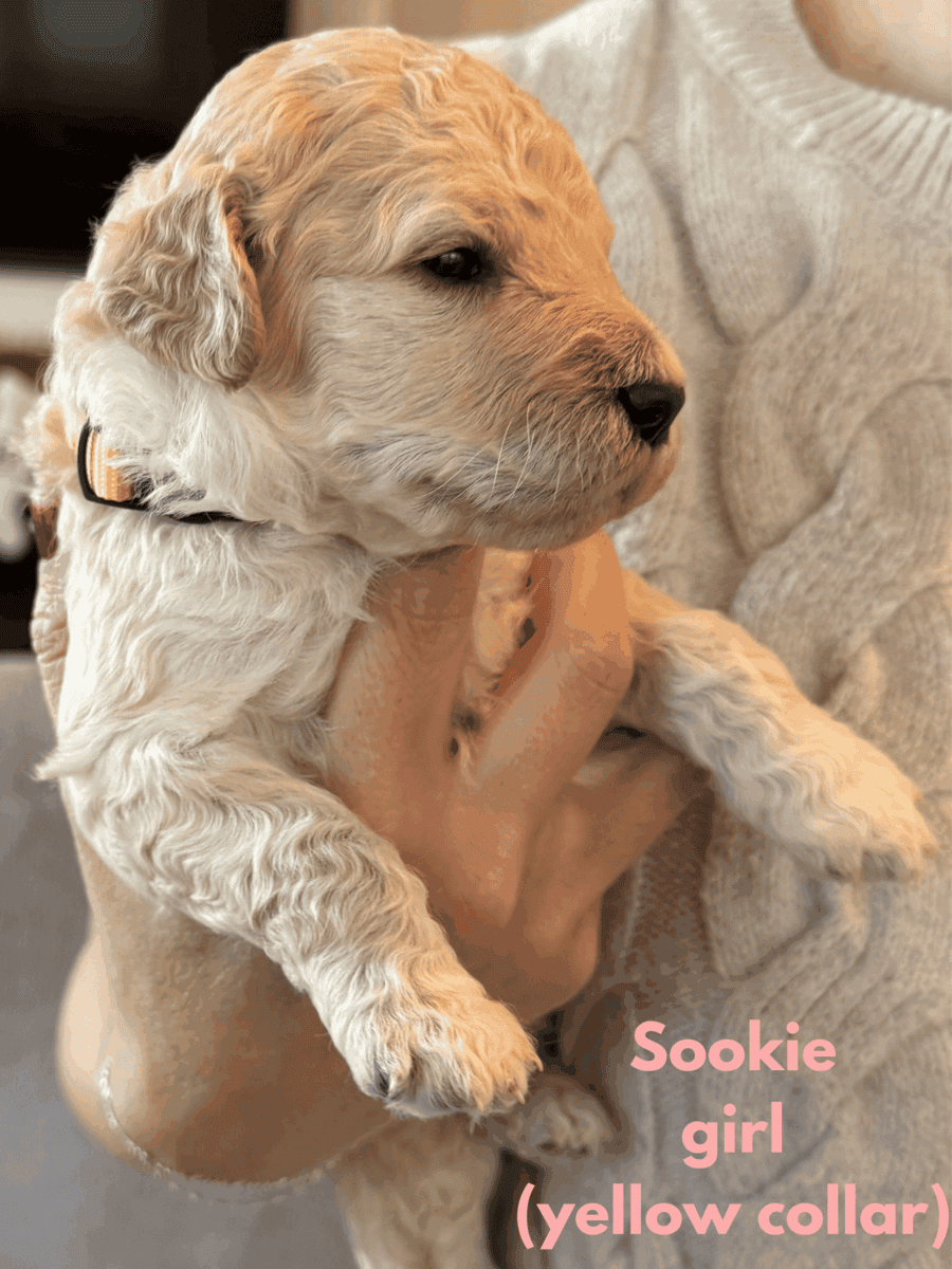 Medium Doubledoodle Goldendoodle Labradoodle Pups image 2
