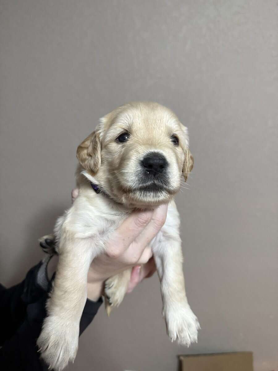 Pure breed Golden Retrievers image 2