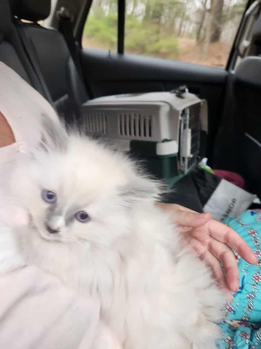 Blue Mitted long hair Ragdoll kitten 12 weeks $800 image 2