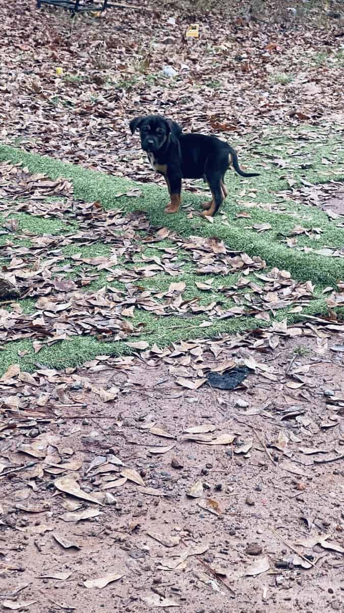 American bully blood hound puppies image 4