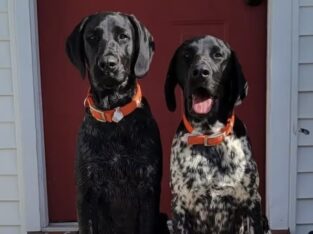 4 Year Old German Shorthaired Pointers