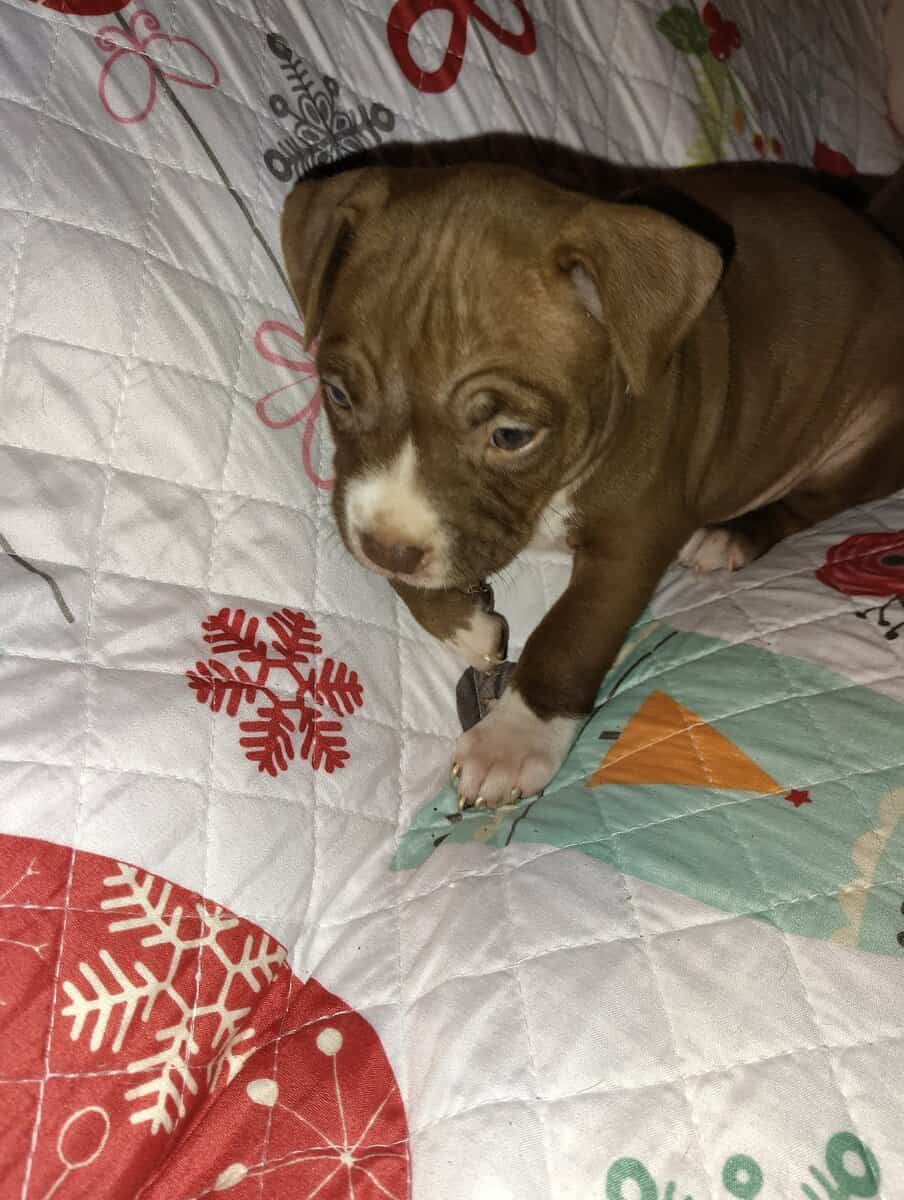 Christmas Pups image 11