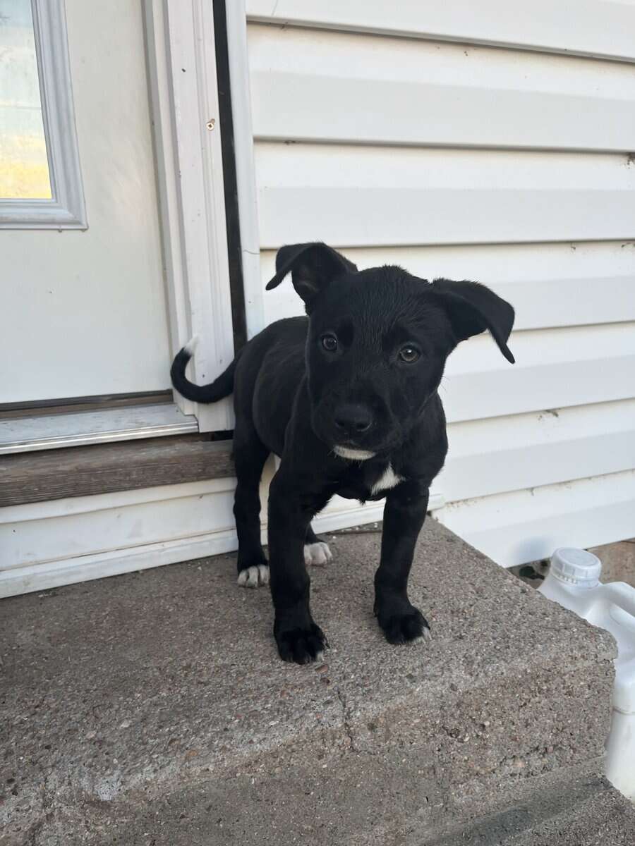 Lab mix puppies image 1