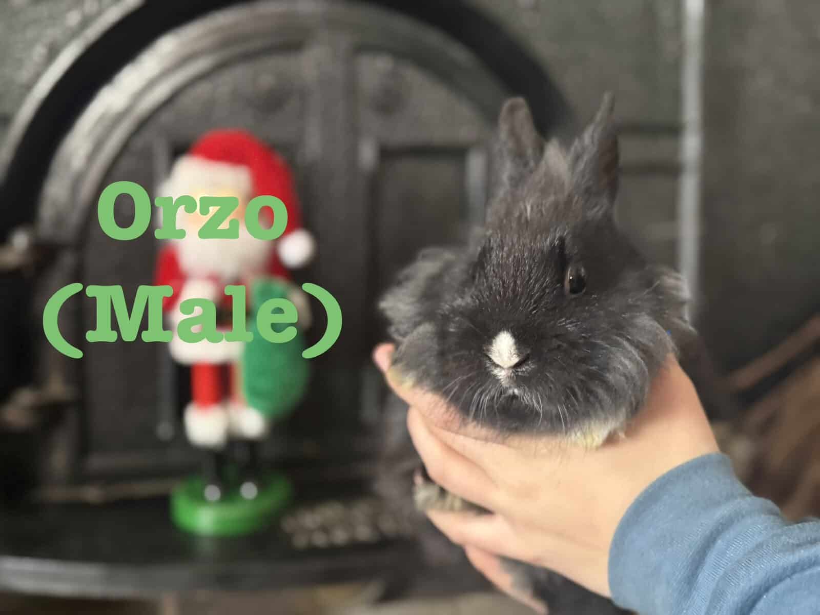 Lionhead Bunnies image 9