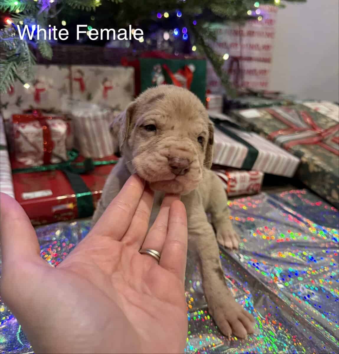 Daniff puppies image 4
