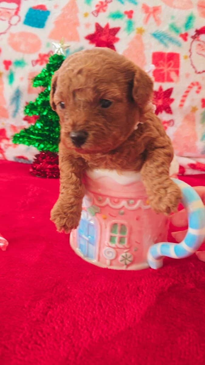 Toy Poodle image 3