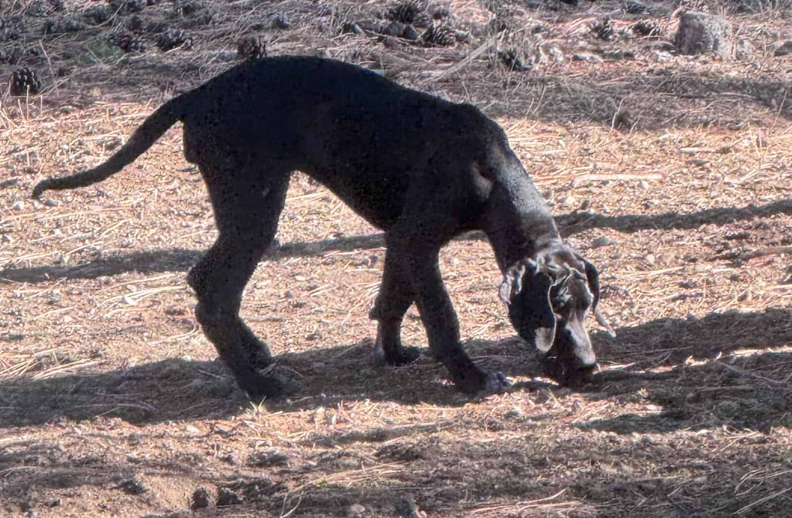 Great Dane Puppies Needing Loving Homes image 7