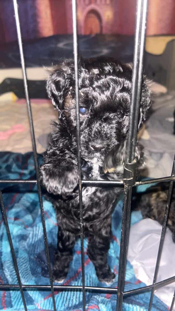 Tiny Doodle Puppies for Christmas in Iowa image 5