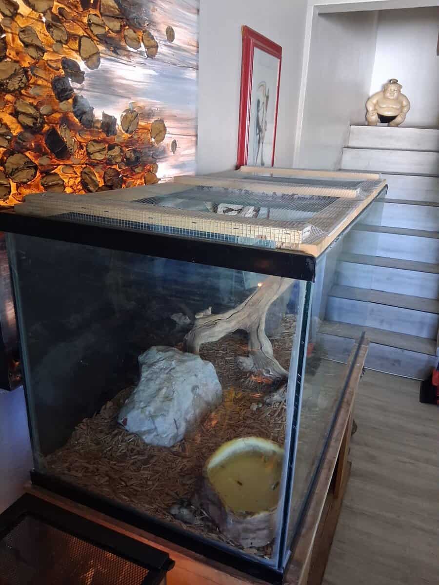 Reptile tank/ Fish tank image 2