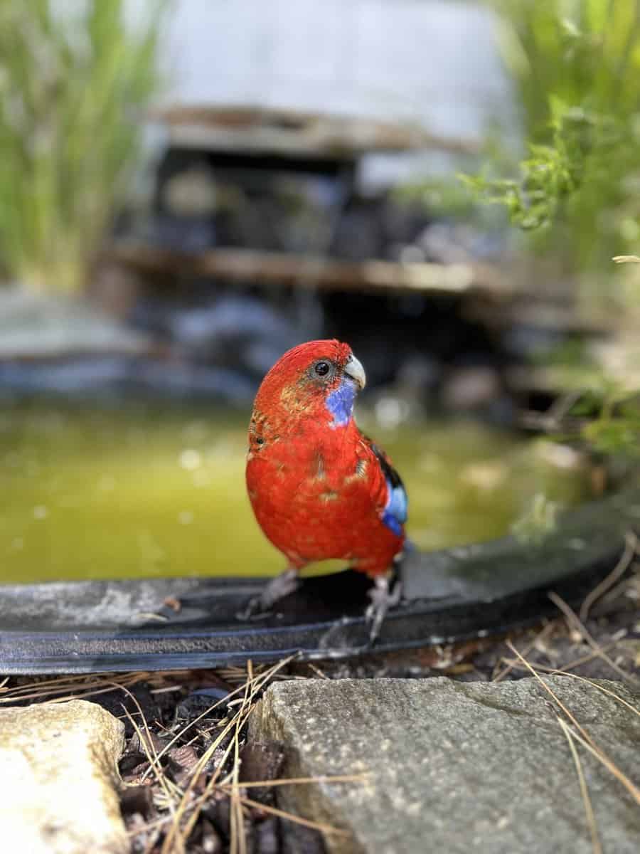 Jessie rosella parrot image 3
