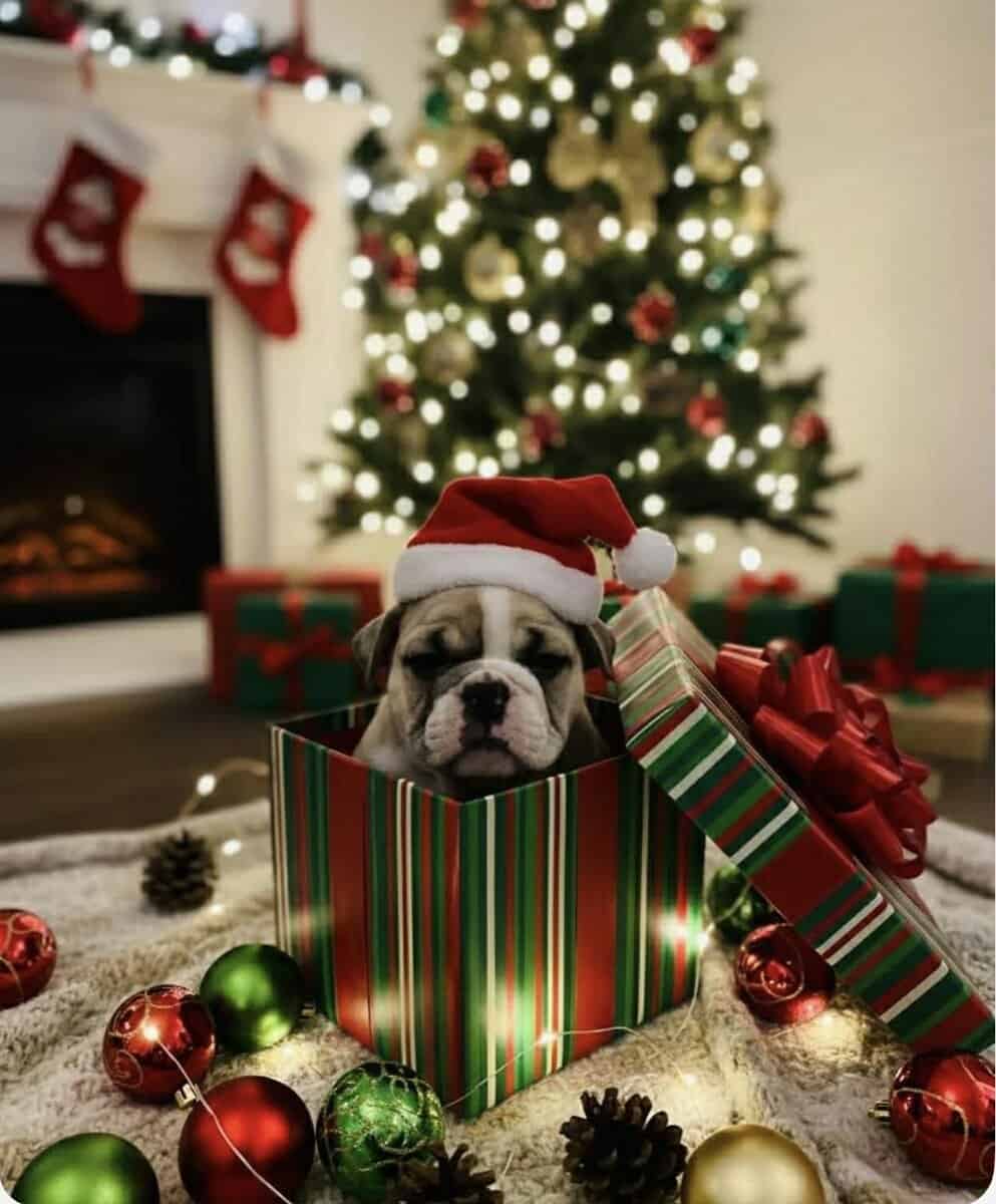 Olde English bulldog puppies image 2