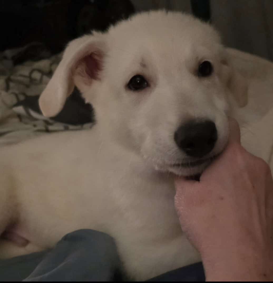 White German Shepherd puppies image 2