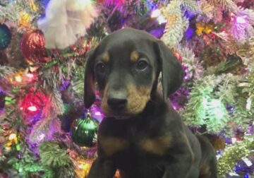 “Beau” ON HOLD- PENDING PICKUP