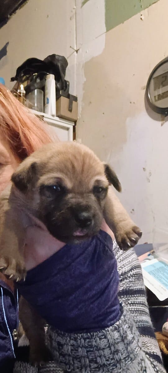 CHIWIENNIE PUPPIES READY FOR A GOOD HOME image 6