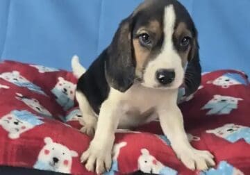 Crixos | Beagle Puppy