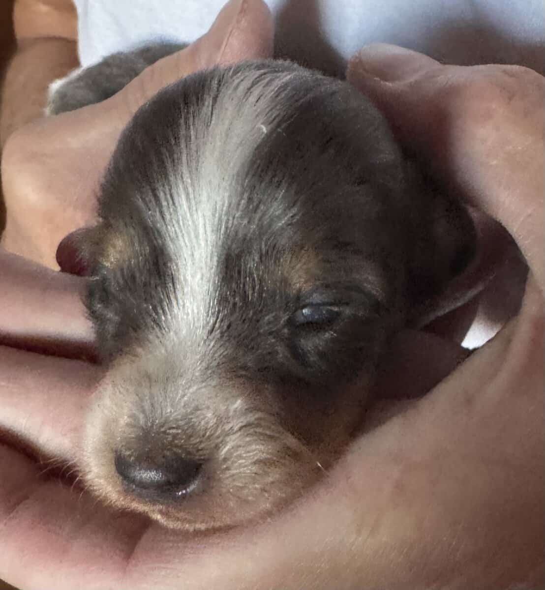 AKC Dachshund puppies image 1
