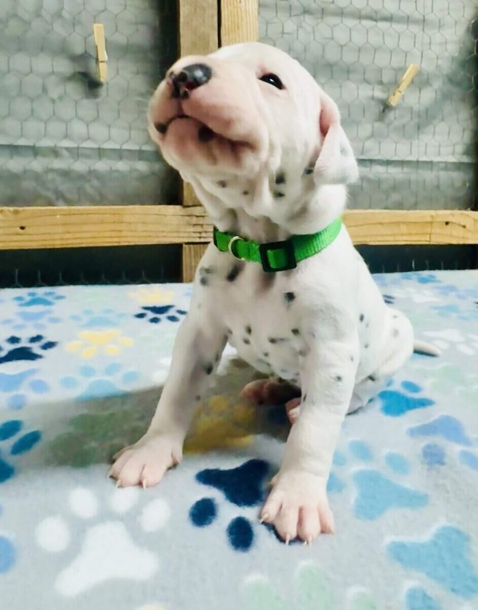 Breed Winner Dalmatian Puppies image 3