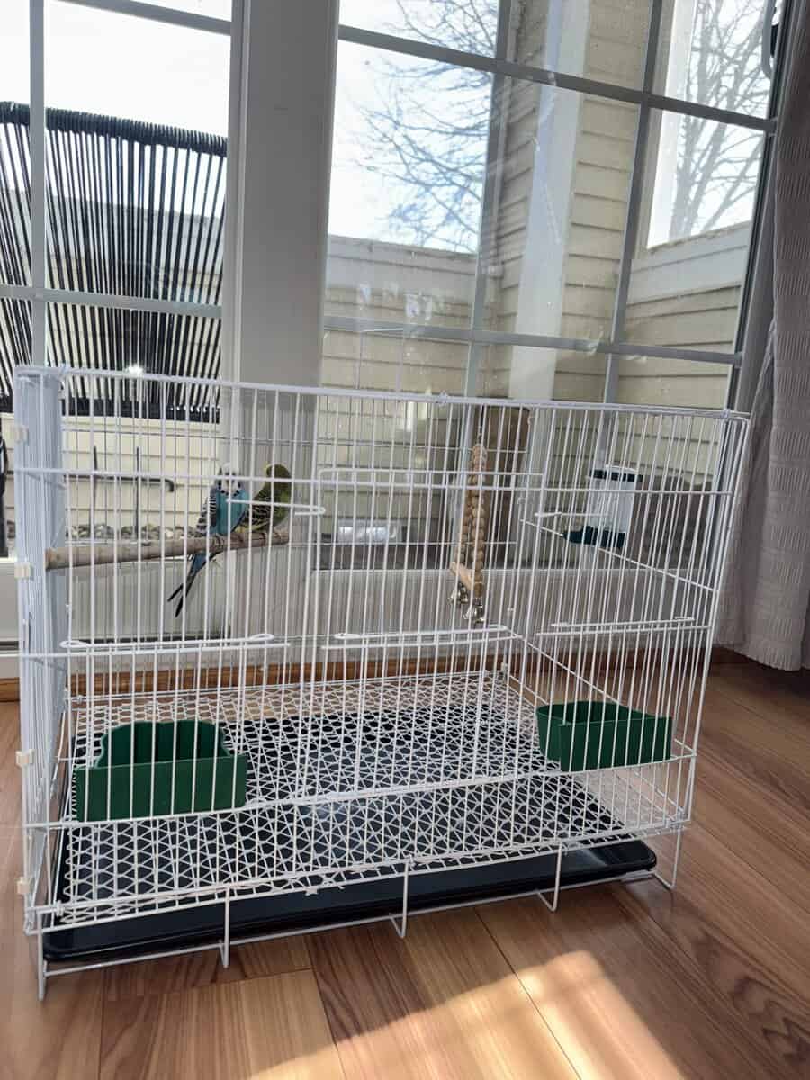 Pair of Australian budgies with a new cage image 2