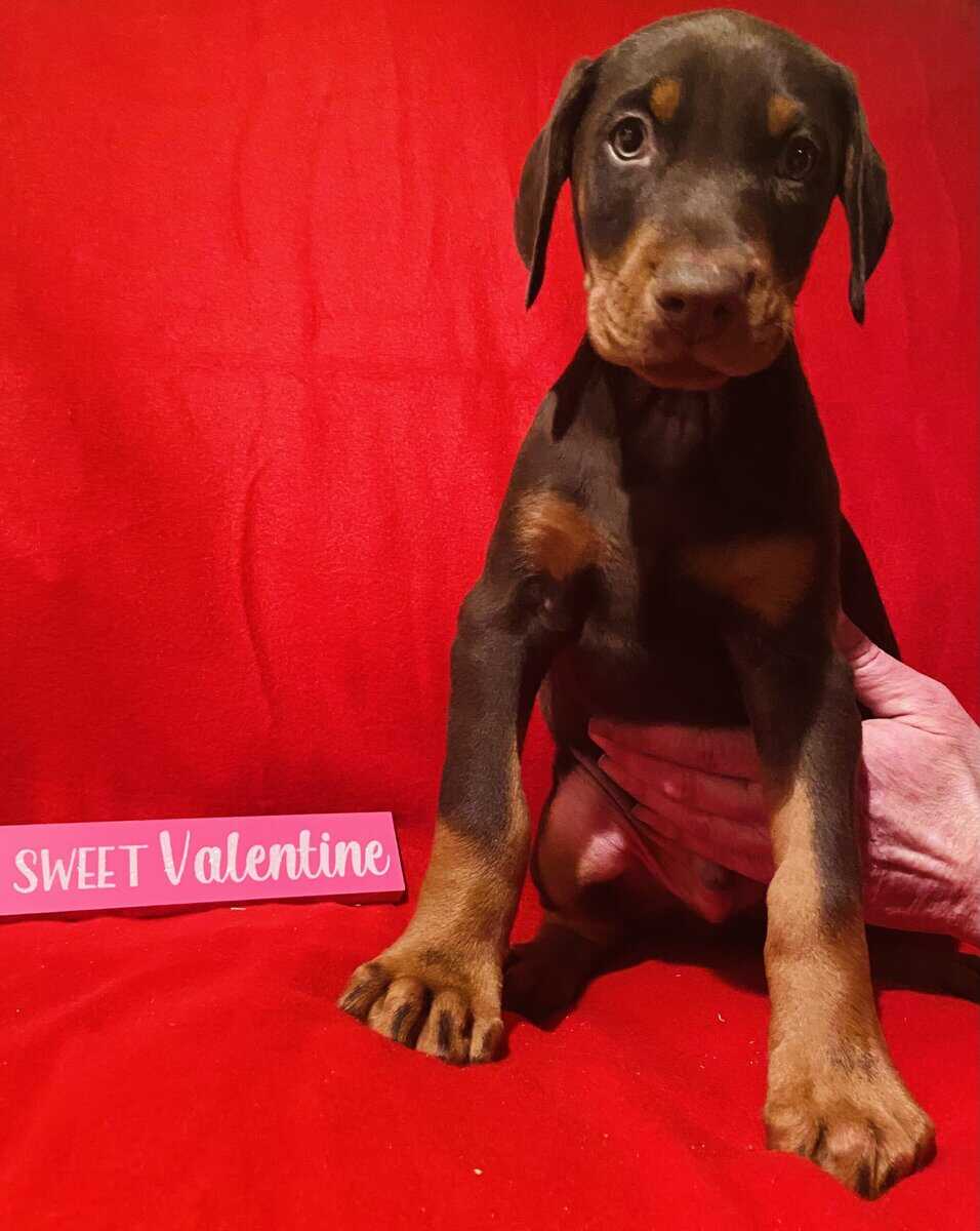 Doberman puppies image 3
