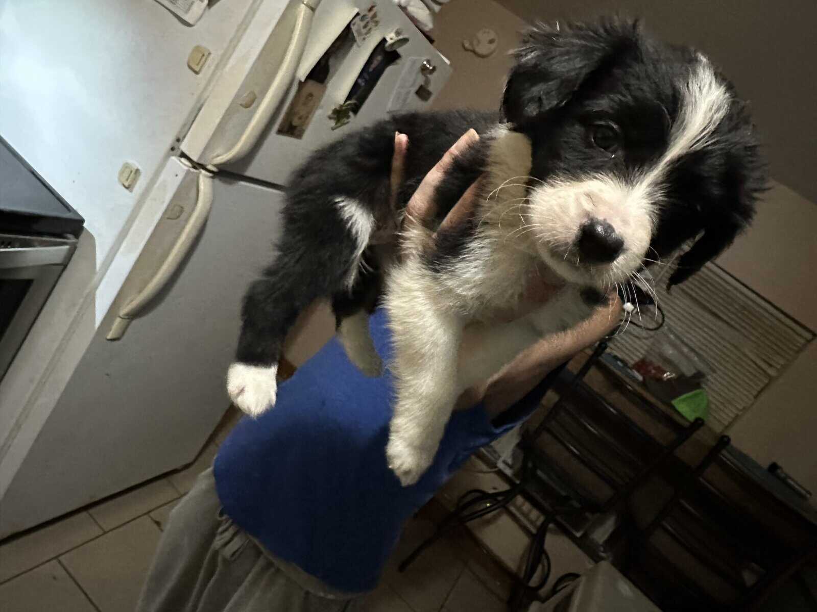 Puppies for sale image 2