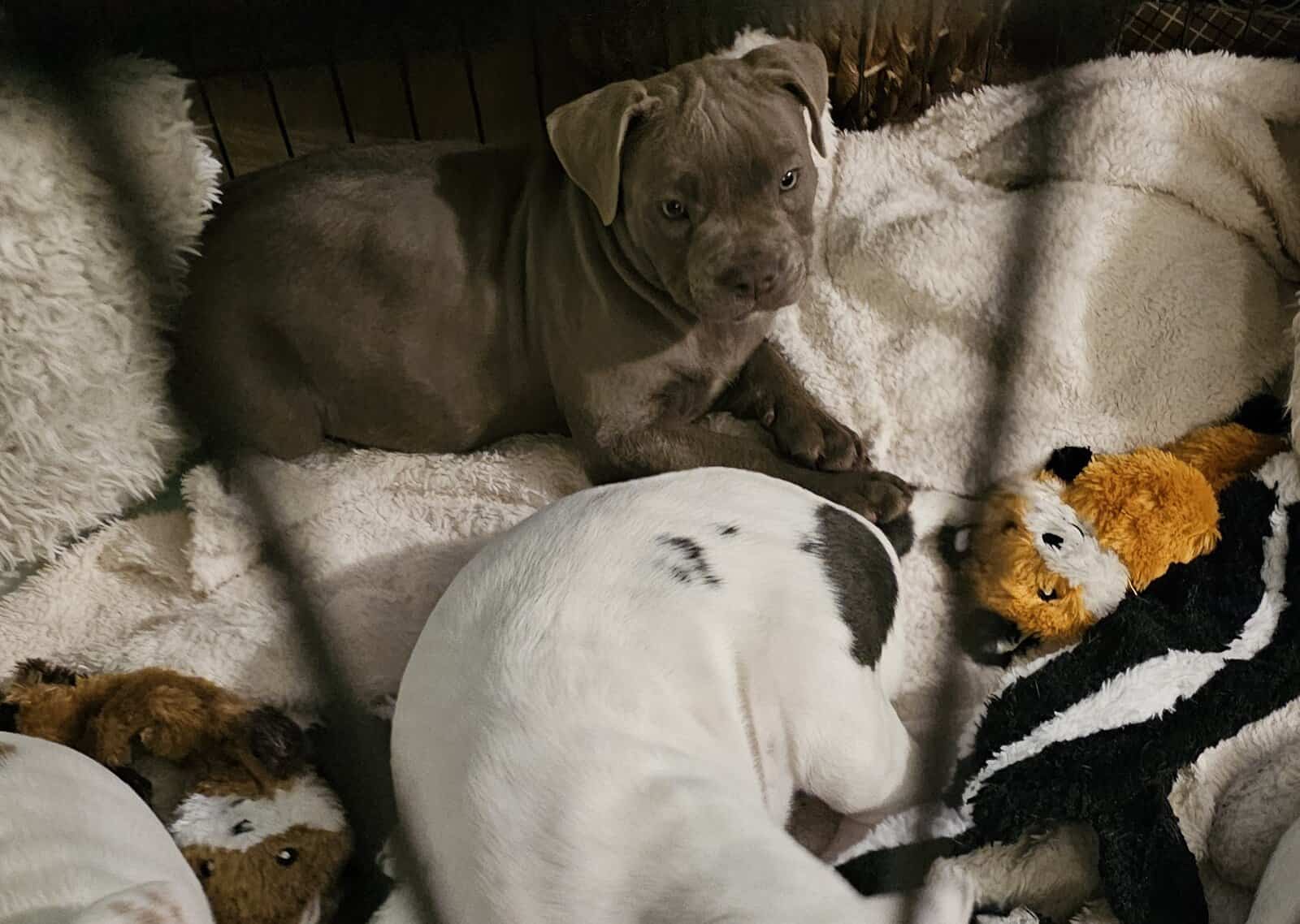 8 week old Pitbull puppies image 4