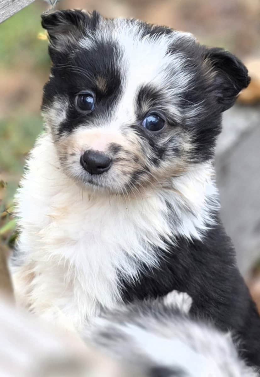 Christmas Puppies!!!...4 sold, 5 females left!!!.. image 1