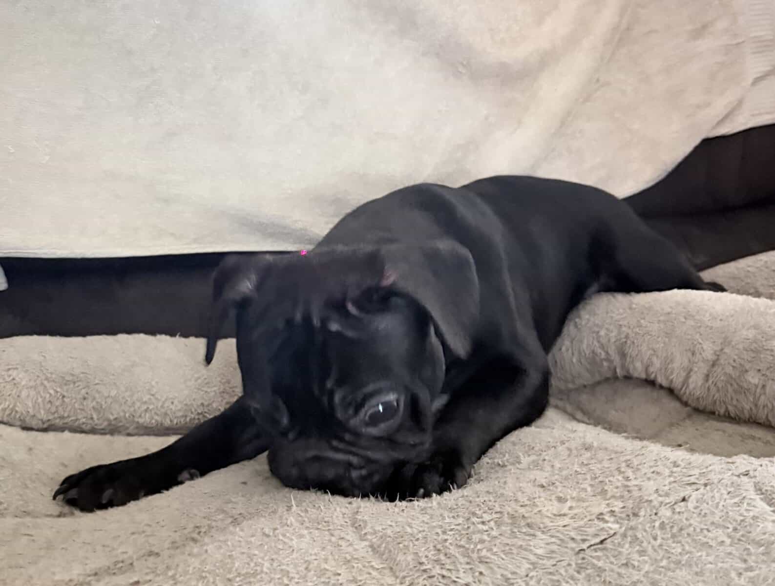 French Bulldog for sale “Gem” image 3