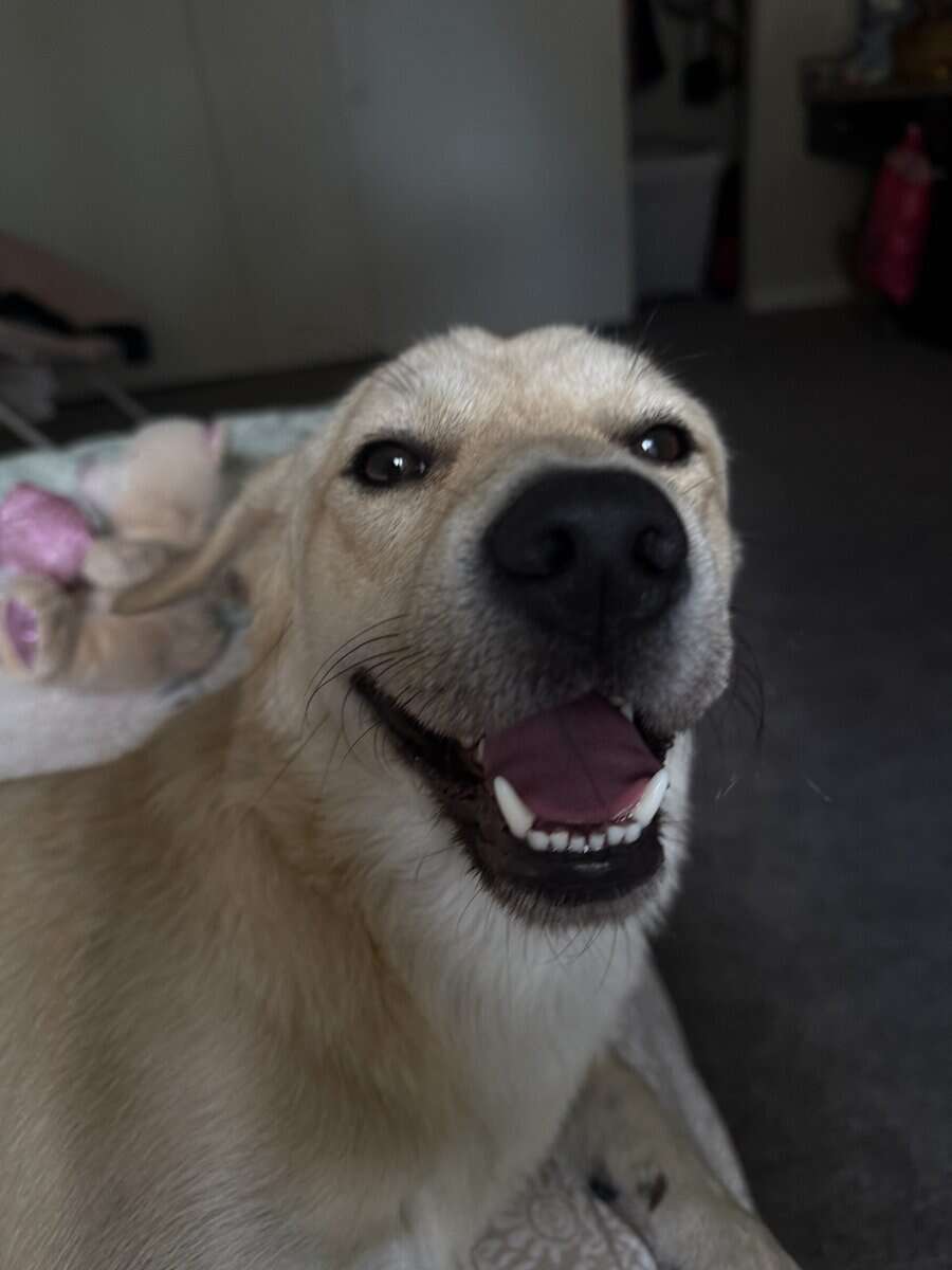 My baby Bruno is 1 year and 2 months he’s a male image 3