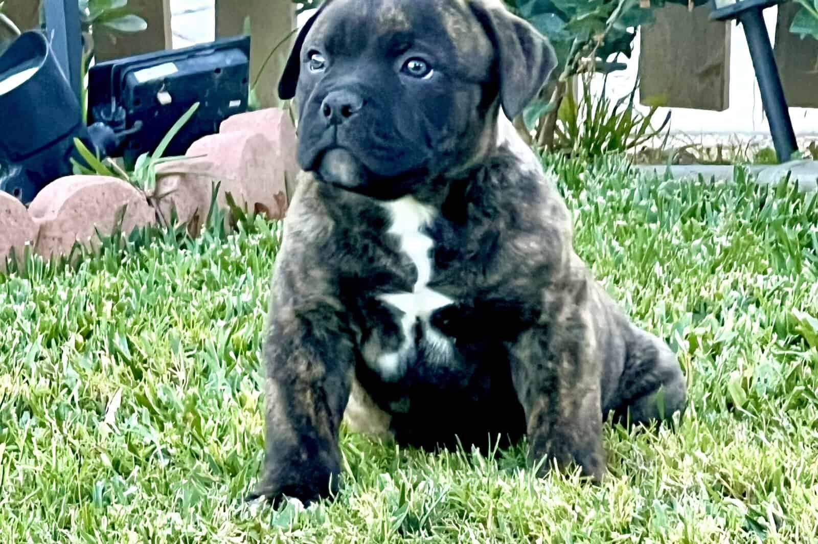 Olde English Bulldog $1500 image 1