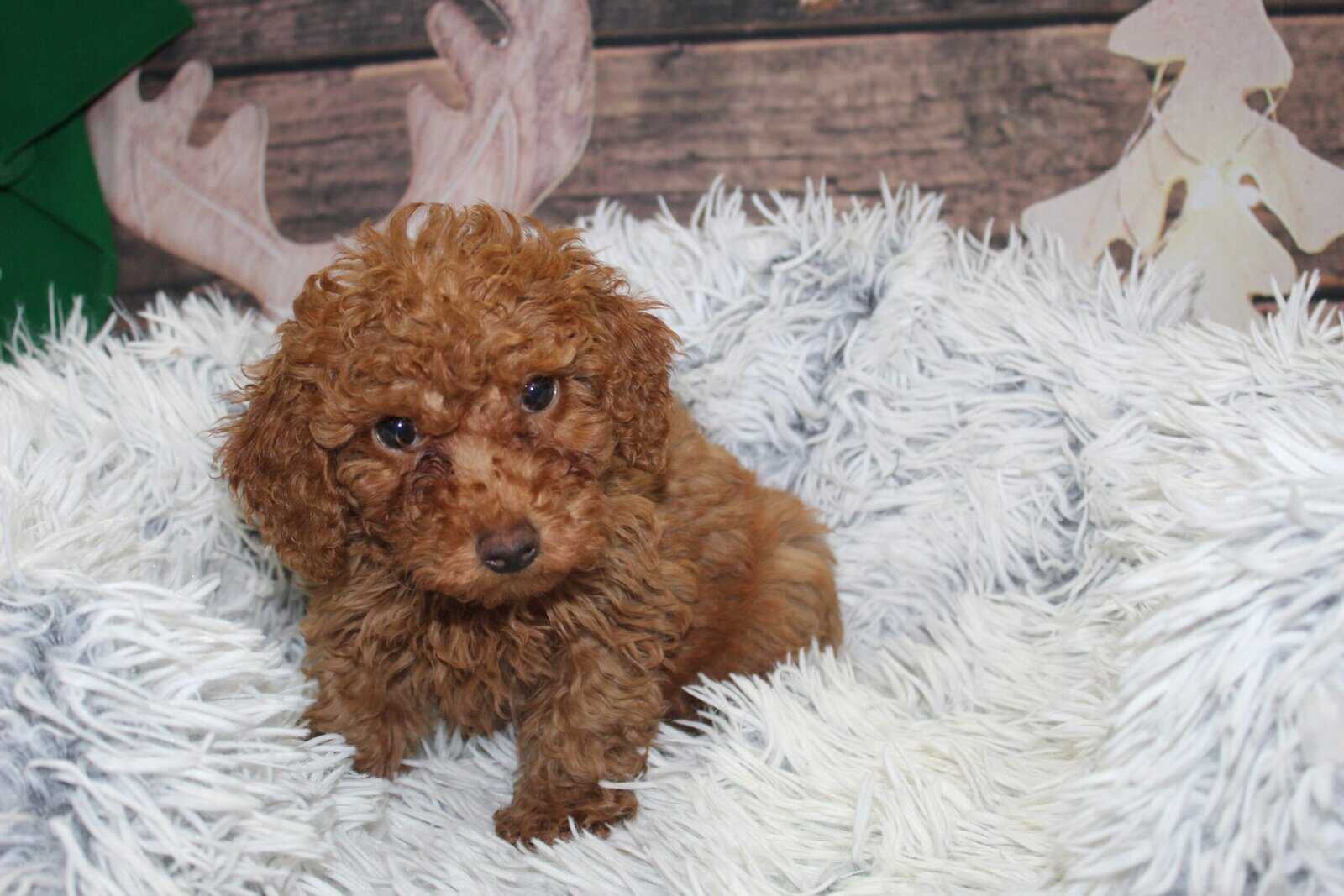 BichonPoo Puppies image 1
