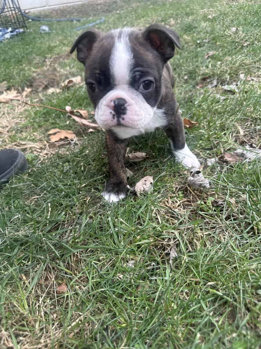 Boston terrier pups image 5